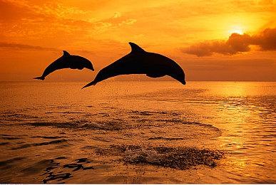 《野狗子：裂头怪》游戏截图与实机预告片公布